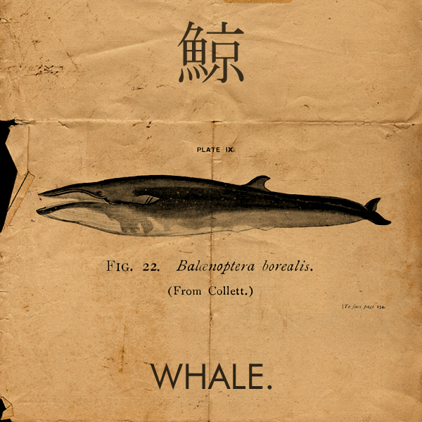whale2