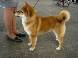 shibainu
