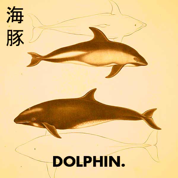 Mammalogy_and_Ornithology